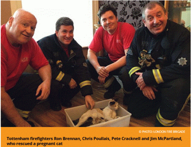 London Fire Brigade rescues pregnant cat
