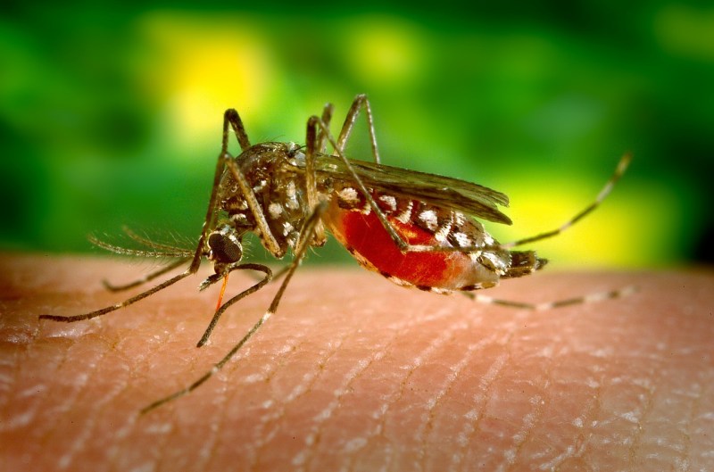 Imagen de un mosquito