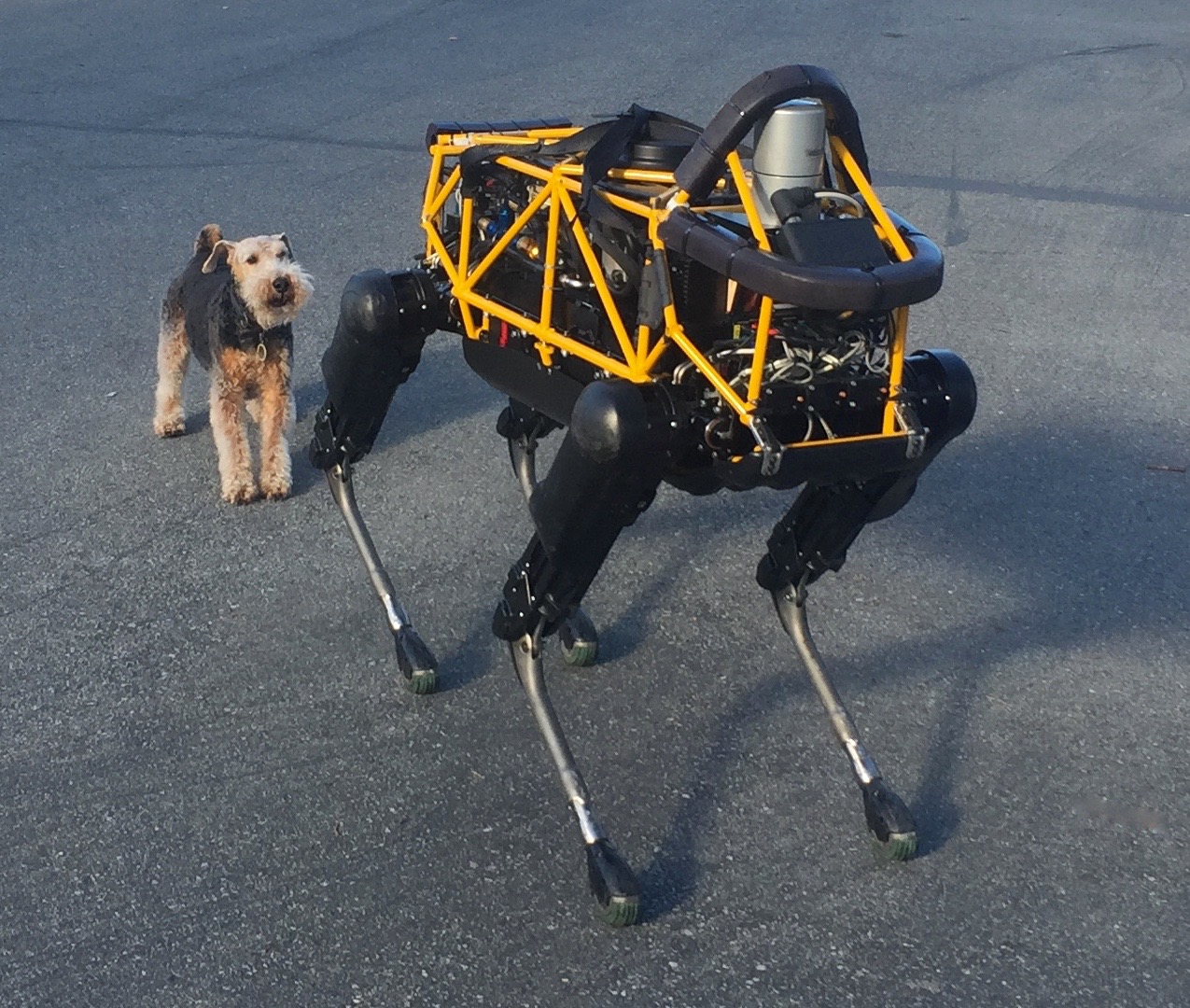Por qué los perros no entienden a los robots y los monos ya dicen dron