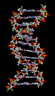 Figura 1: Animación de la doble hélice del ADN (dominio público)