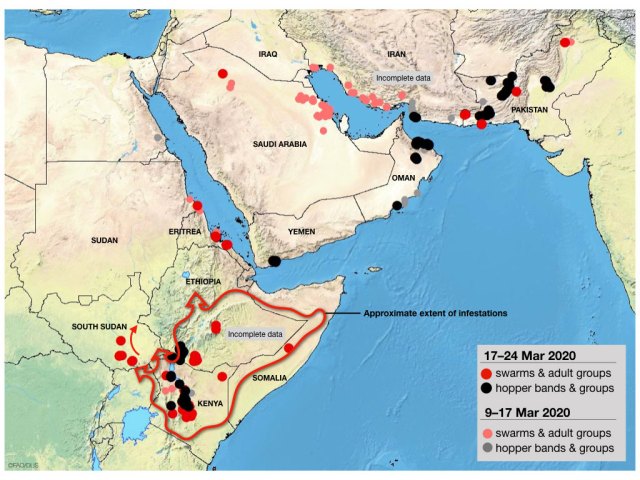 Mapa de distribución plaga (Observatorio de langostas de la FAO)