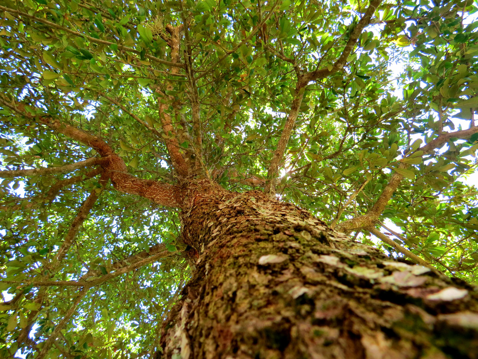 Financiación para una recuperación verde
