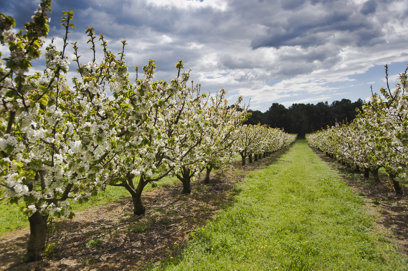 La maduración de un equipo de «agile coaches»