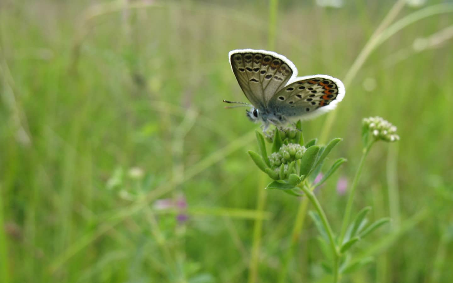 Fibra óptica: el efecto mariposa de la «ecotransformación»