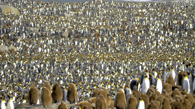 Figura 2: Gran colonia de pingüinos en la Antártida (Imagen de John Huang en Pixabay )