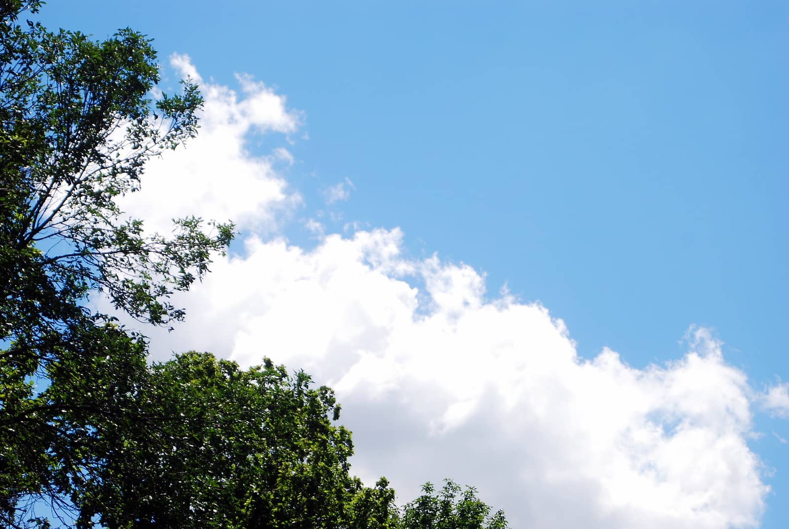 La nube verde y un viaje sin espinas con el «partner» adecuado