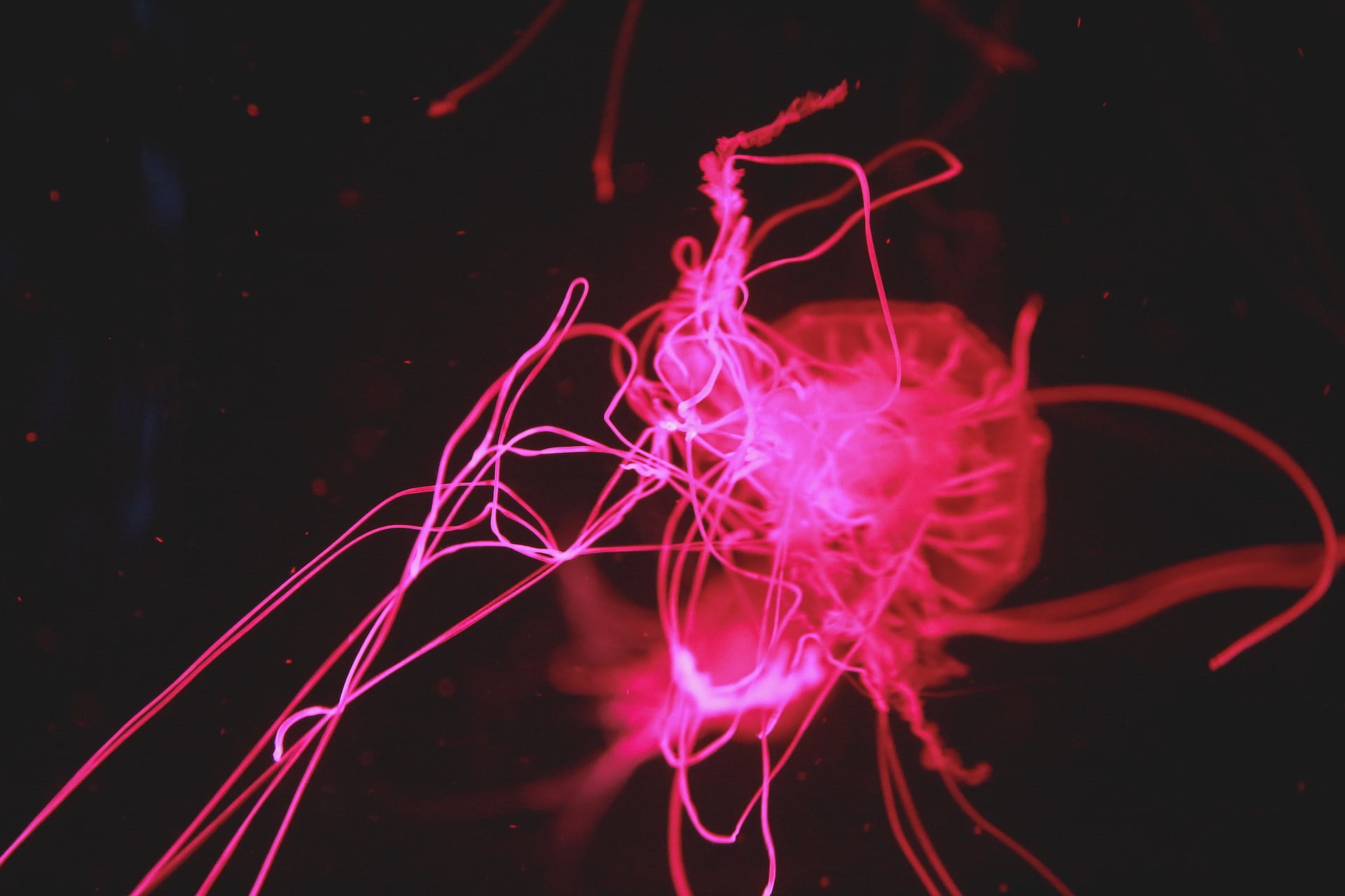 Inteligencia Artificial en la ficción: The Bestiary Chronicles, de Steve Coulson